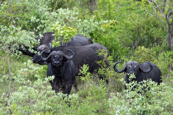 Flock African Buffalo Syncerus Caffer Southern Kruger National Park Mpumalanga — Stock Photo, Image