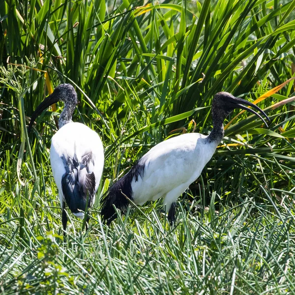 Ibis Czczony Threskiornis Aethiopicus Terenach Podmokłych Pobliżu Lucia Kwazulu Natal — Zdjęcie stockowe