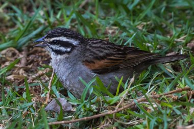 Cape Breede River, Western Cape, Güney Afrika bir çimenlikte besleme kiraz kuşu (Emberiza capensis).