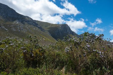 Bitkiler botanik bahçesinde Western Cape, Güney Afrika.