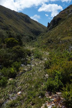 Bitkiler botanik bahçesinde Western Cape, Güney Afrika.