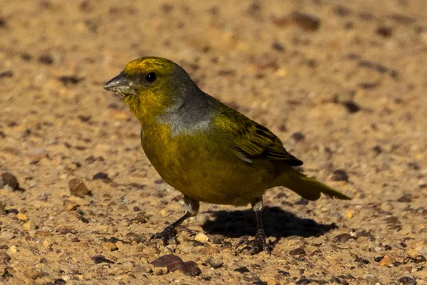 Cape Canary (Serinus canicollis) feeding on the ground at Under Oaks, North of Paarl in Western Cape, South Africa.