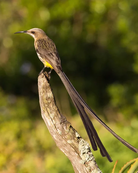 Cape Sugarbird (Promerops cafer), endemik türler, oturan bir şube, Breede Nehri, Western Cape, Güney Afrika.