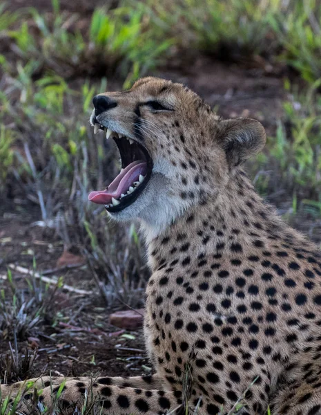 Cheetah Acinonyx Jubatus Nature Reserve Kwazulu Natal South Africa — Stock Photo, Image