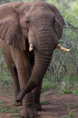 Afrika fili (Loxodonta africana), bir doğa rezerv Kwazulu-Natal, Güney Afrika.