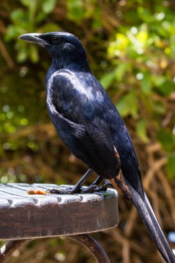 Kırmızı kanatlı Starling (Onychognathus morio) Cape Point Milli Parkı, Western Cape, Güney Afrika.