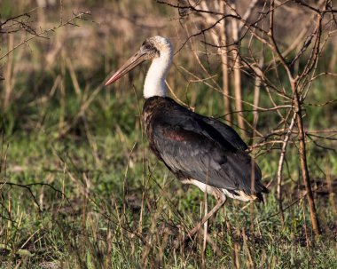 Mamut boyunlu leylek (Ciconia episcopus) yoğun bitki örtüsü Kruger National park, Doğu Güney Afrika içinde.