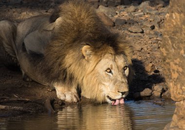 Aslan (Panthera leo), erkek, bir doğa rezerv Kwazulu-Natal, Güney Afrika için bir ziyarette200 içme