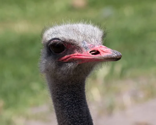 Closeup Common Ostrich Struthio Camelus Nature Reserve Western Cape África — Fotografia de Stock