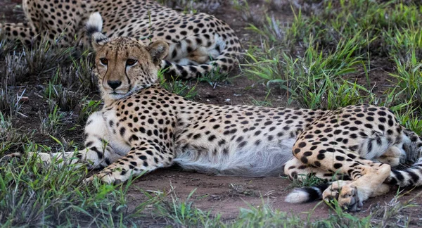 Cheetah (Acinonyx jubatus), resting on open ground in a nature reserve in Kwazulu-Natal, South Africa.
