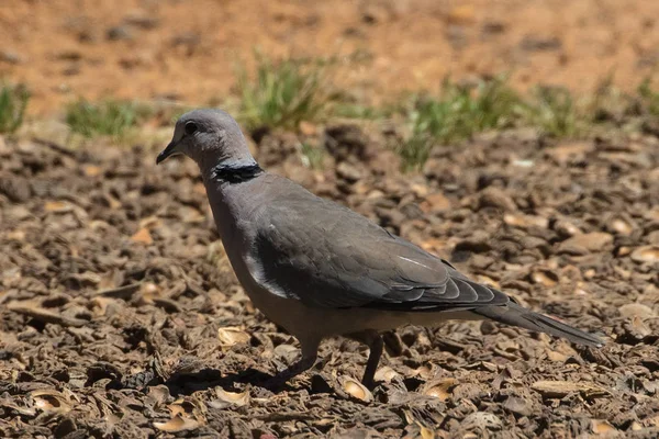 Paloma Cuello Anular Streptopelia Capicola Cerca Paarl Western Cape Sudáfrica —  Fotos de Stock