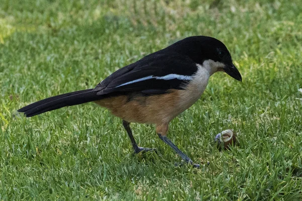 Southern Boubou (Laniarius ferrugineus) feeding on a lawn at Breede River in Western Cape, South Africa.