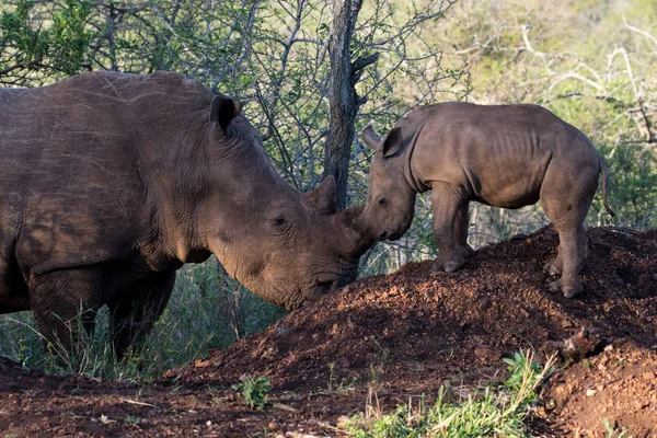 Rinoceronte Blanco Ceratotherium Simum Rinoceronte Labio Cuadrado Con Ternera Una — Foto de Stock