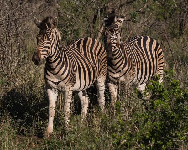 Zebra Equus Quagga Game Reserve Kwazulu Natal South Africa — Stock Photo, Image