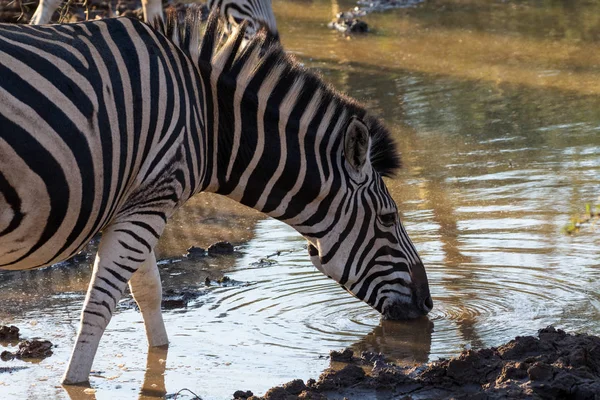 Zebra Equus Quagga Waterhole Nature Reserve Kwazulu Natal South Africa — Stock Photo, Image