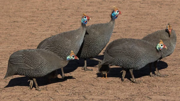 Small Group Helmeted Guineafowl Numidia Meleagris Road Kirstenbosch National Botanical — Stock Photo, Image