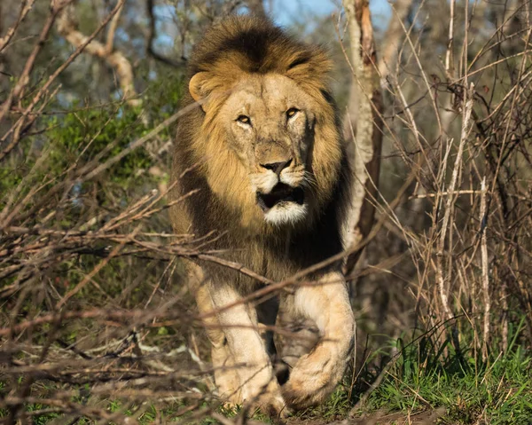 Lion Panthera Leo Male Walking Dense Forest Nature Reserve Kwazulu — Stock Photo, Image