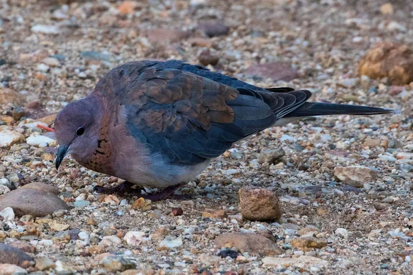 Laughing Dove Spilopelia senegalensis feeding on the ground at Breede river, Western Cape, South Africa.