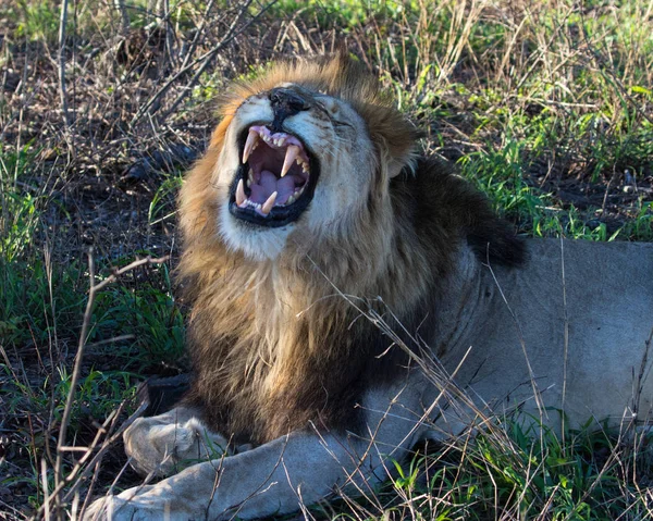 Lion Panthera Leo Male Resting Nature Reserve Kwazulu Natal South — Stock Photo, Image