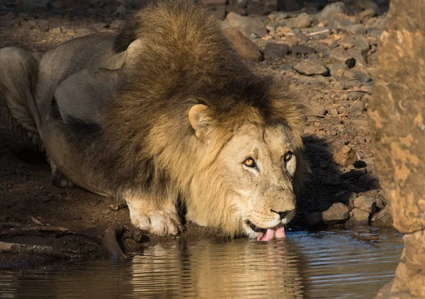 Lion Panthera Leo Male Drinking Waterhole Nature Reserve Kwazulu Natal — Stock Photo, Image