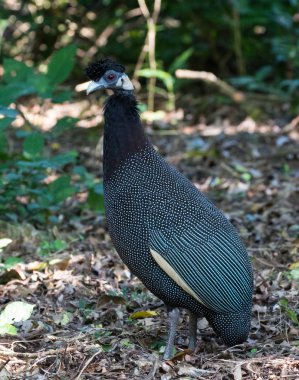Beçtavuğu (Guttera chrysogenys) küçük bir yolda tepeli ben ormanın yakınındaki St Lucia, Kwazulu-Natal, Güney Afrika.