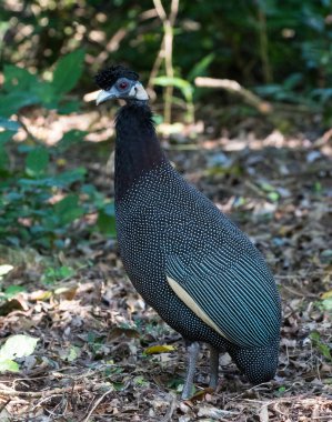 Crested Guineafowl (Guttera pucherani) on a small path i the forest near St Lucia, Kwazulu-Natal, South Africa. clipart