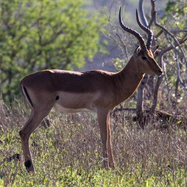 Impala (Aepyceros melampus) oyun rezerv Kwazulu-Natal, Güney Afrika.
