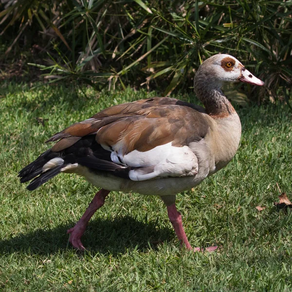 Egyptské Husy Alopochen Aegyptiaca Trávníku Národní Botanická Zahrada Kirstenbosch Kapské — Stock fotografie