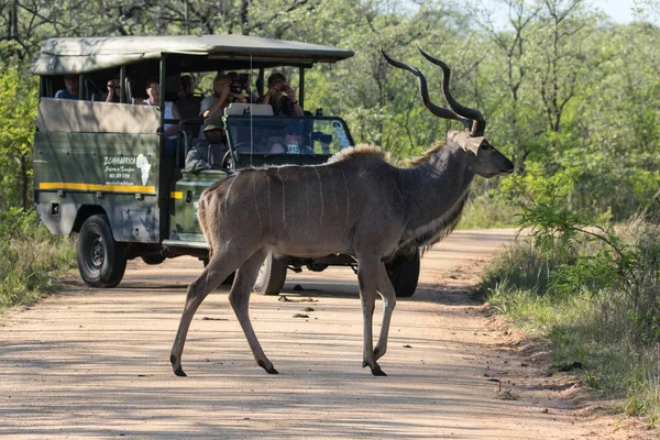 Greater Kudu Tragelaphus Strepsiceros Crossing Dirt Road Kruger National Park — Stock Photo, Image