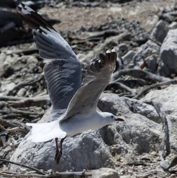 Hartlaubs Gull Chroicocephalus Hartlaubii Flying Beach Stony Point Bettys Bay — Stock Photo, Image