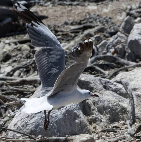 Hartlaubs Möwe Chroicocephalus Hartlaubii Fliegt Steiniger Stelle Über Den Strand — Stockfoto