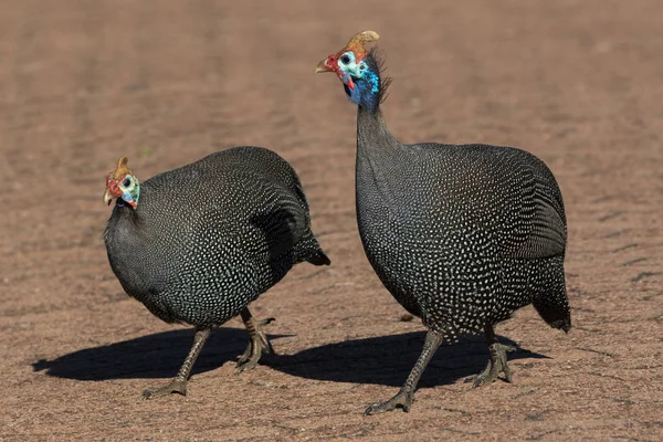 Helmeted Guineafowl Numidia Meleagris Road Kirstenbosch National Botanical Garden Cape — Stock Photo, Image