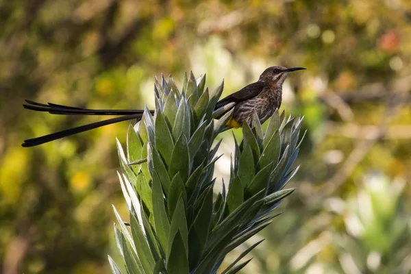 Cape Sugarbird Promerops Cafer Assis Dans Arbre Kirstenbosch National Botanical — Photo