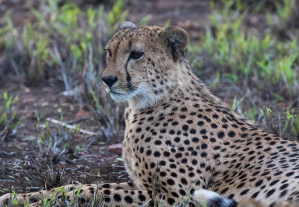 Cheetah Acinonyx Jubatus Resting Nature Reserve Kwazulu Natal South Africa — Stock Photo, Image