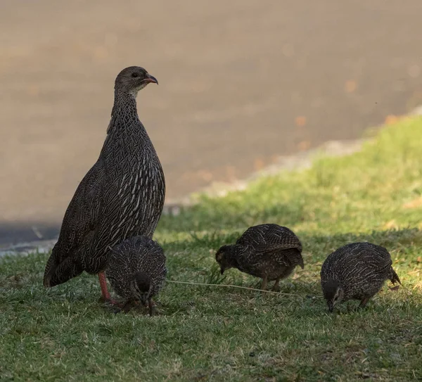 Cape Spurfowl Pternistis Capensis Chickins Endemic Species Kirstenbosch National Botanical — Stock Photo, Image