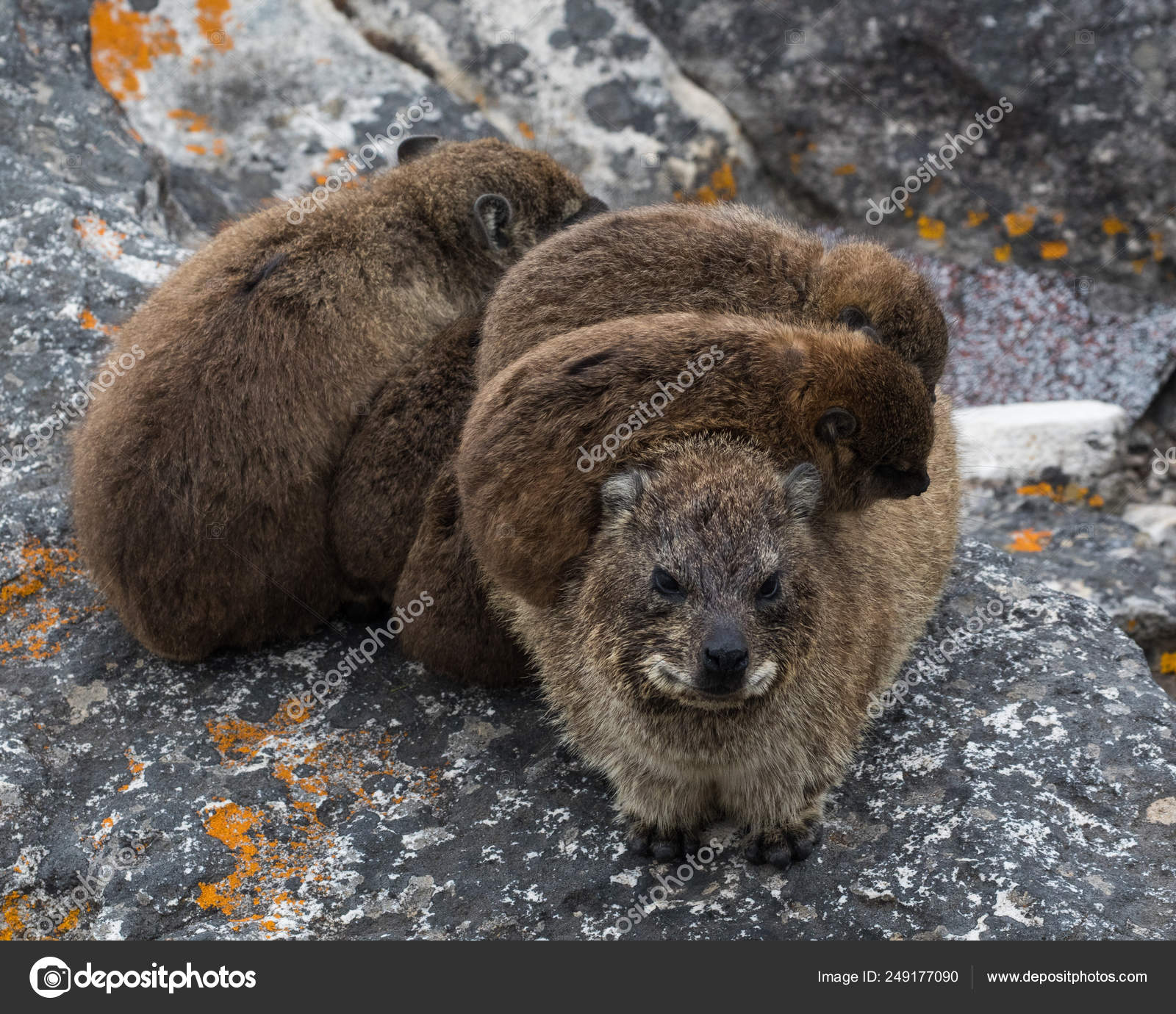 Family Rock Hyrax Procavia Capensis Cliff Table Mountain National Family Rock Hyrax Procavia Capensis