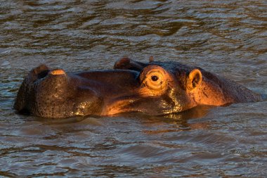 Hippo (Hippopotamus amphibius) in the water at iSimangaliso wetland park, near St Lucia, Kwazulu-Natal, South Africa. clipart