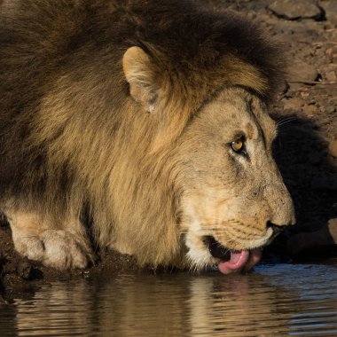 Lion (Panthera leo), male, drinking at a waterhole in a nature reserve in Kwazulu-Natal, South Africa clipart