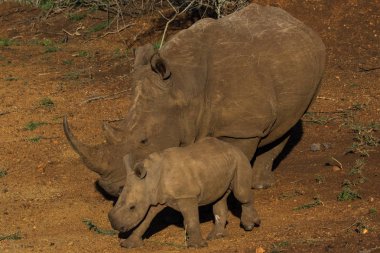 Beyaz gergedan (Ceratotherium simum) veya kare dudaklı gergedan oyunu rezerv Kwazulu-Natal, Güney Afrika için buzağı ile.