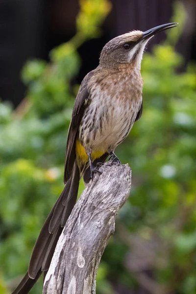 Cape Afrikaanse Suikervogels Promerops Djaffer Zittend Een Tak Breede Rivier — Stockfoto