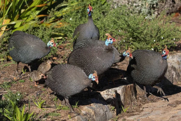 Ομάδα Χρυσοκόκκινους Guineafowl Numida Μελεαγρίς Στο Εθνικός Βοτανικός Κήπος Cape — Φωτογραφία Αρχείου