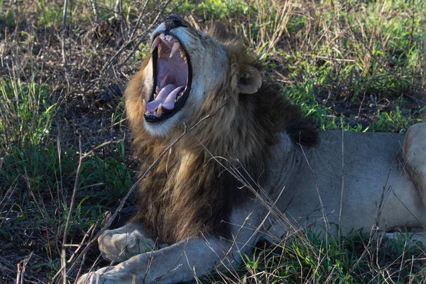 Leone Panthera Leo Maschio Che Riposa Una Riserva Naturale Kwazulu — Foto Stock