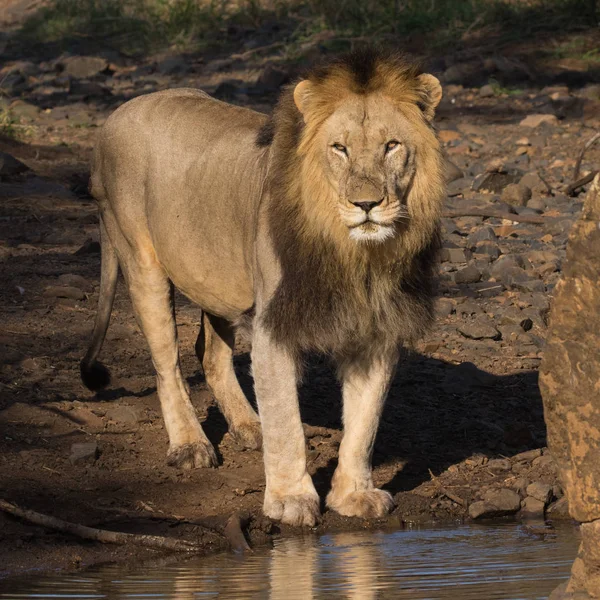 Lion Panthera Leo Male Standing Waterhole Nature Reserve Kwazulu Natal — Stock Photo, Image