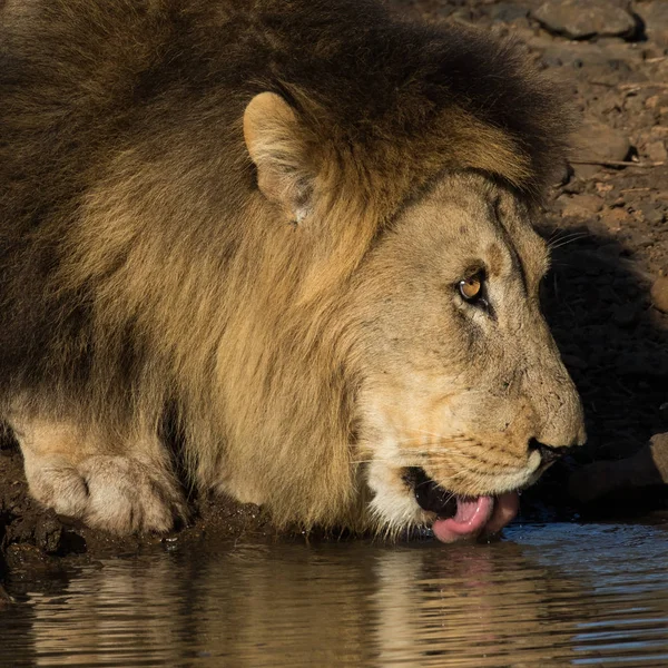 Lion Panthera Leo Male Drinking Waterhole Nature Reserve Kwazulu Natal — Stock Photo, Image