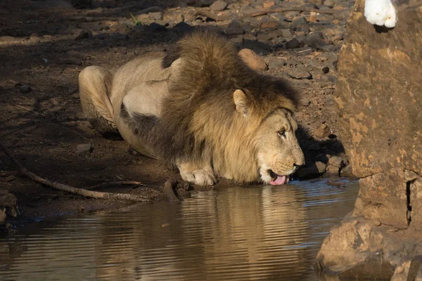 Lion Panthera Leo Male Drinking Waterhole Nature Reserve Kwazulu Natal — Stock Photo, Image