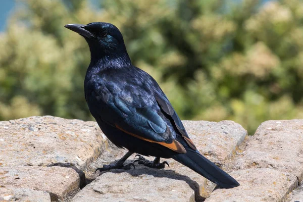 Starling Onychognathus morio Cape Point Milli Parkı, Western Cape, Güney Afrika, Kırmızı kanatlı.