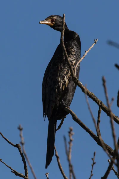 Reed Cormorant Microcarbo Africanus Sedící Stromě Pod Duby Severně Paarlu — Stock fotografie