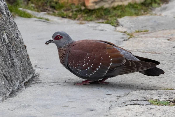 Speckled Pigeon Columba Guinea Feeding Ground Table Mountain National Park — Stock Photo, Image