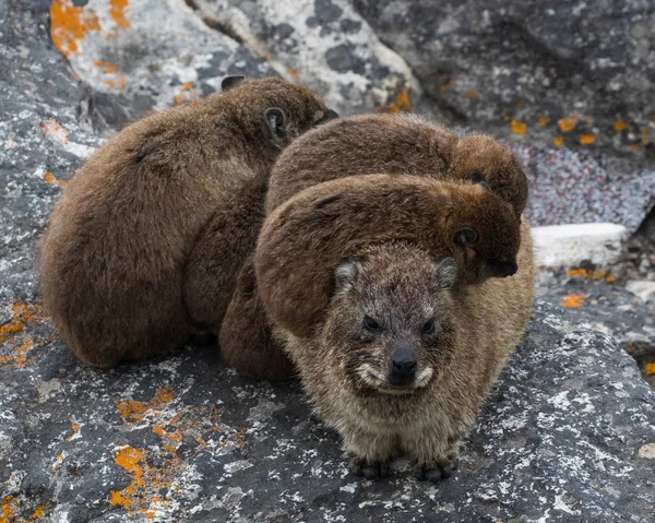 Ailesinin Rock yaban faresi (Procavia capensis) üzerinde bir uçurum, Masa Dağı Milli Parkı, Cape Town, Western Cape, Güney Afrika.
