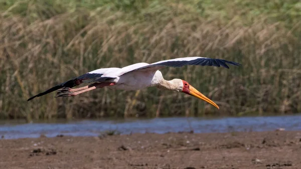 Sarı gagalı leylek (Mycteria ibis) bir plaj alanı St Lucia, Kwazulu-Natal, Doğu Güney Afrika, uçan.